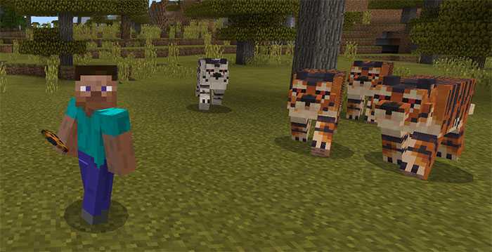 Download addon Tigers for Minecraft Bedrock Edition 1.8 for Android