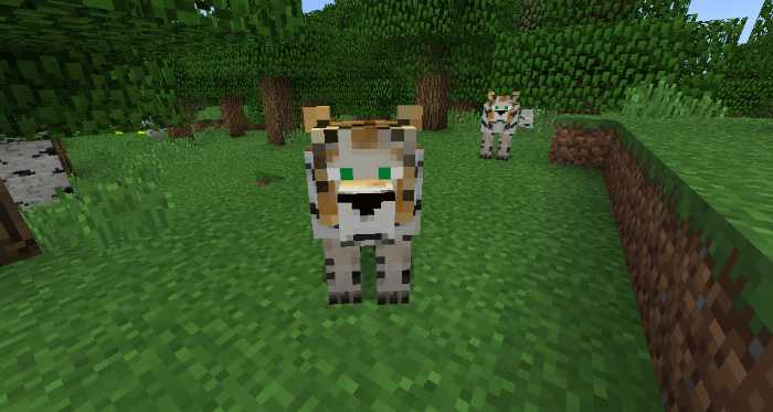 Download addon Tigers for Minecraft Bedrock Edition 1.8 for Android